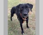 Small #1 Labrador Retriever Mix