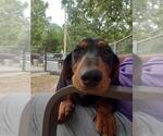 Small #3 Dachshund