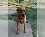 Small #1 Coonhound Mix
