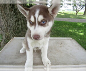Siberian Husky Puppy for sale in HUDSON, MI, USA
