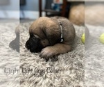 Small Photo #13 Mastiff Puppy For Sale in HESPERIA, CA, USA