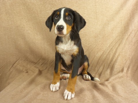 Medium Photo #1 Bernese Mountain Dog-Greater Swiss Mountain Dog Mix Puppy For Sale in RIVERSIDE, IA, USA