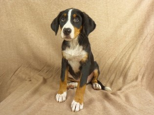 Bernese Mountain Dog-Greater Swiss Mountain Dog Mix Puppy for sale in RIVERSIDE, IA, USA