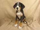 Small Photo #1 Bernese Mountain Dog-Greater Swiss Mountain Dog Mix Puppy For Sale in RIVERSIDE, IA, USA