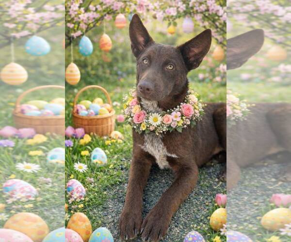 Medium Photo #4 Mutt Puppy For Sale in Paso Robles, CA, USA