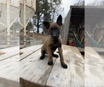 Small Photo #19 Belgian Malinois Puppy For Sale in SAN DIEGO, CA, USA