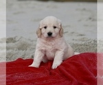 Small Bichon Frise-Golden Retriever Mix