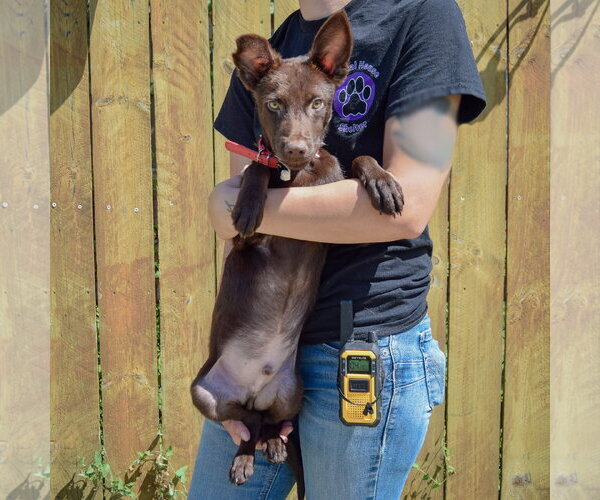 Medium Photo #4 Mutt Puppy For Sale in Huntley, IL, USA