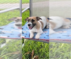 Jack Russell Terrier Dogs for adoption in Weston, FL, USA