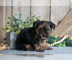 Small #2 Yorkshire Terrier