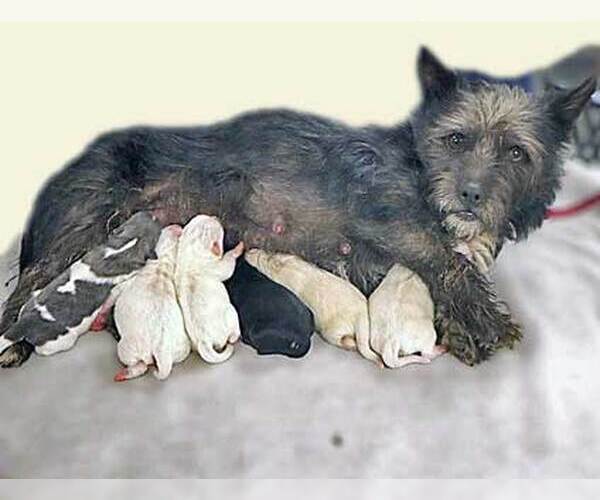 Medium Photo #3 Chihuahua-Unknown Mix Puppy For Sale in Corona, CA, USA