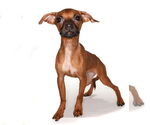 Small #2 Mutt