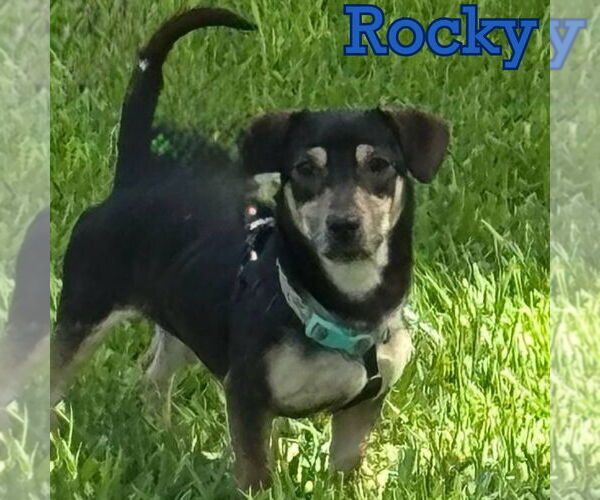 Medium Photo #11 Dachshund Puppy For Sale in San Antonio, TX, USA