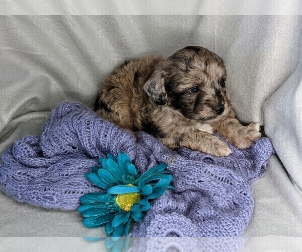 Medium Photo #2 Miniature Labradoodle Puppy For Sale in SYRACUSE, IN, USA