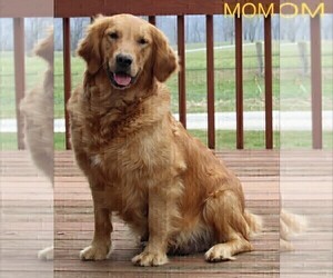 Mother of the Golden Retriever puppies born on 01/31/2023