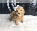 Puppy Rocco F1 Maltipoo