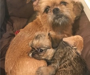 Mother of the Brussels Griffon puppies born on 07/24/2019