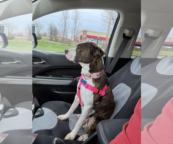 Medium Photo #3 Bullboxer Pit Puppy For Sale in Plainfield, IL, USA
