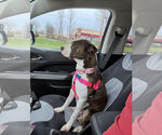 Small #2 Bullboxer Pit