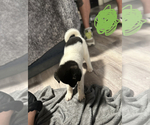 Small Photo #1 Akita Puppy For Sale in CONROE, TX, USA