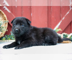Small Photo #34 German Shepherd Dog Puppy For Sale in PARKESBURG, PA, USA