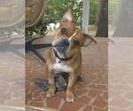 Small Photo #7 American Pit Bull Terrier-Bulldog Mix Puppy For Sale in Raleigh, NC, USA