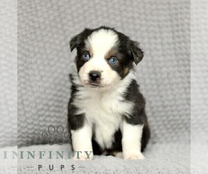 Miniature American Shepherd-Miniature Australian Shepherd Mix Puppy for sale in PARKESBURG, PA, USA