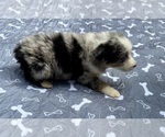 Small #2 Australian Shepherd
