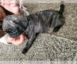 Pug Puppy for sale in MENIFEE, CA, USA