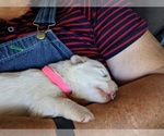 Small Photo #7 Maremma Sheepdog Puppy For Sale in THORN HILL, TN, USA