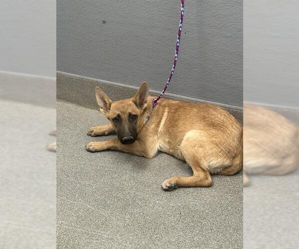 Medium Photo #1 German Shepherd Dog-Unknown Mix Puppy For Sale in Las Vegas, NV, USA