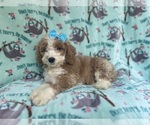 Small #8 Cockapoo