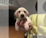 Small Photo #3 Labrador Retriever Puppy For Sale in GREENVILLE, NC, USA