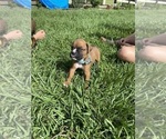 Small Photo #8 Boxer Puppy For Sale in WAUCHULA, FL, USA