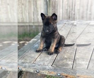Belgian Malinois Puppy for sale in SAN PABLO, CA, USA