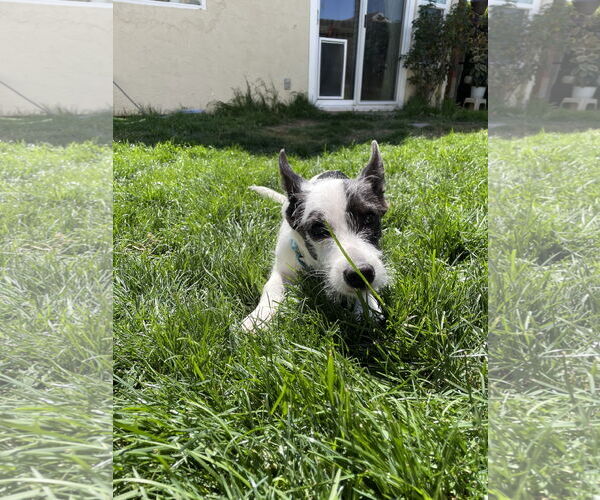 Medium Photo #5 Mutt Puppy For Sale in Escondido, CA, USA