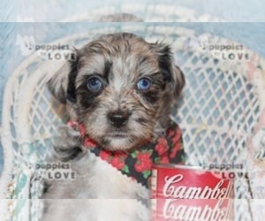 Australian Shepherd-Poodle (Toy) Mix Puppy for sale in SANGER, TX, USA