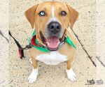 Small #13 Retriever  Mix