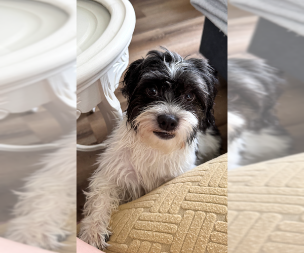 Medium Photo #4 Shih Tzu-Unknown Mix Puppy For Sale in Cranston, RI, USA