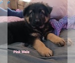Small Photo #3 German Shepherd Dog Puppy For Sale in LACEY, WA, USA