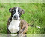 Small #4 Bulldog Mix