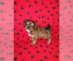 Puppy Tucker Shorkie Tzu