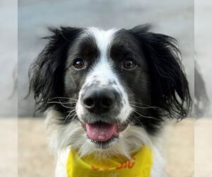 Cocker Spaniel Dogs for adoption in Arlington, VA, USA