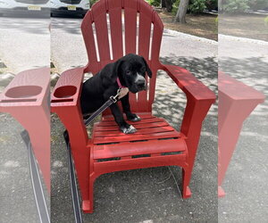 American Pit Bull Terrier-Unknown Mix Dogs for adoption in Rockaway, NJ, USA