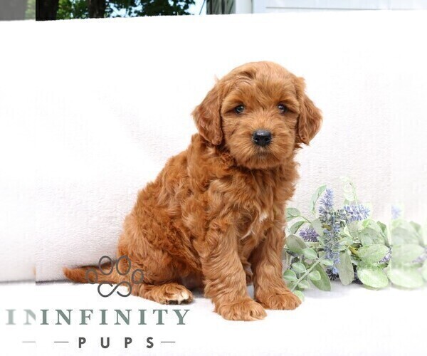 Medium Photo #4 Goldendoodle (Miniature) Puppy For Sale in EPHRATA, PA, USA
