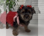 Small #2 Shorkie Tzu