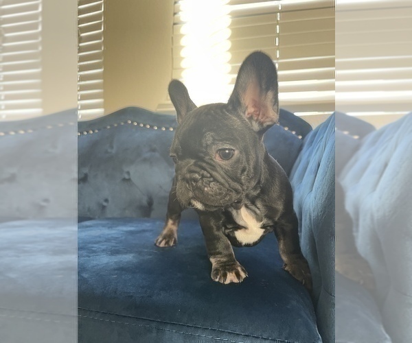 Medium Photo #10 French Bulldog Puppy For Sale in DENVER, CO, USA