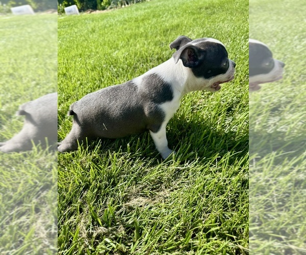 Medium Photo #3 Boston Terrier Puppy For Sale in BREMEN, IN, USA