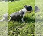 Small #2 Boston Terrier
