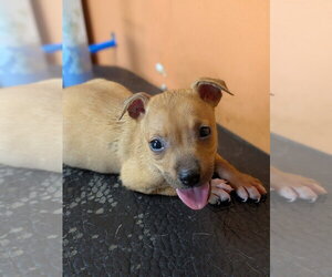 Mutt Dogs for adoption in garner, NC, USA